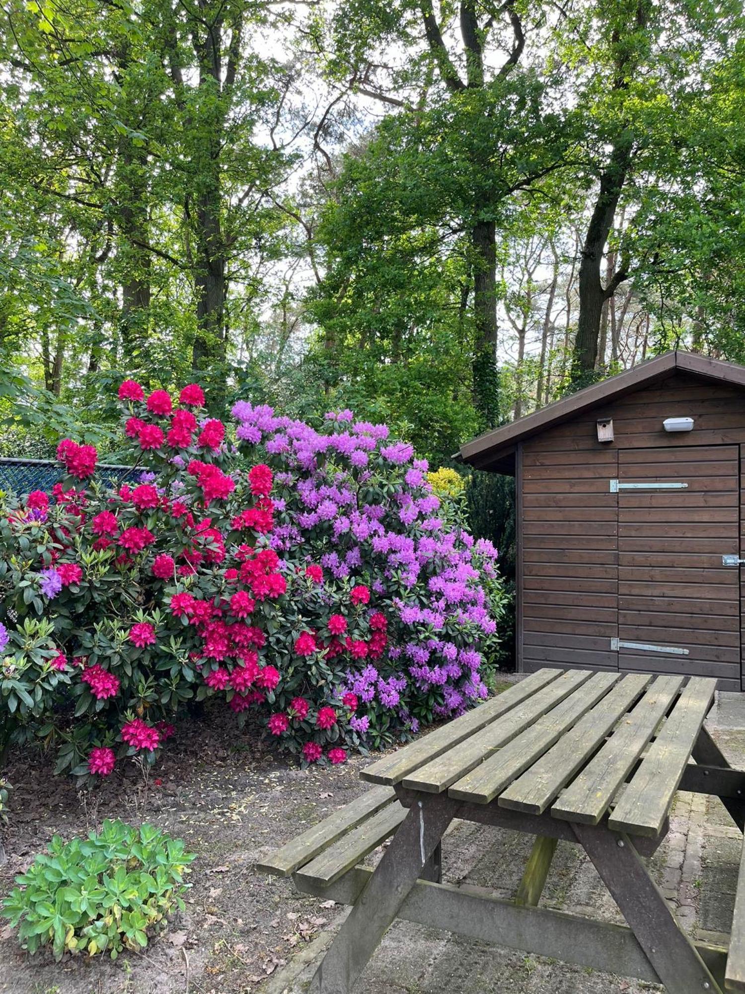 Forest Lodge Vip Luyksgestel 2-6 Personen, Veel Privacy! Exterior photo